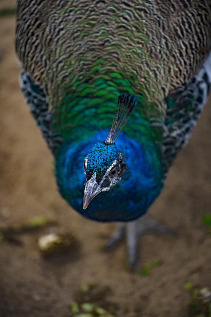 Pfau