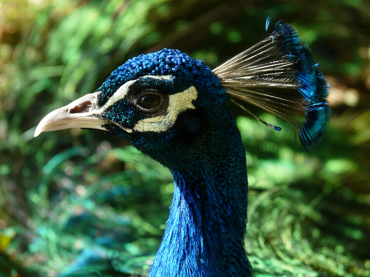 Pfau