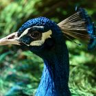 Pfau