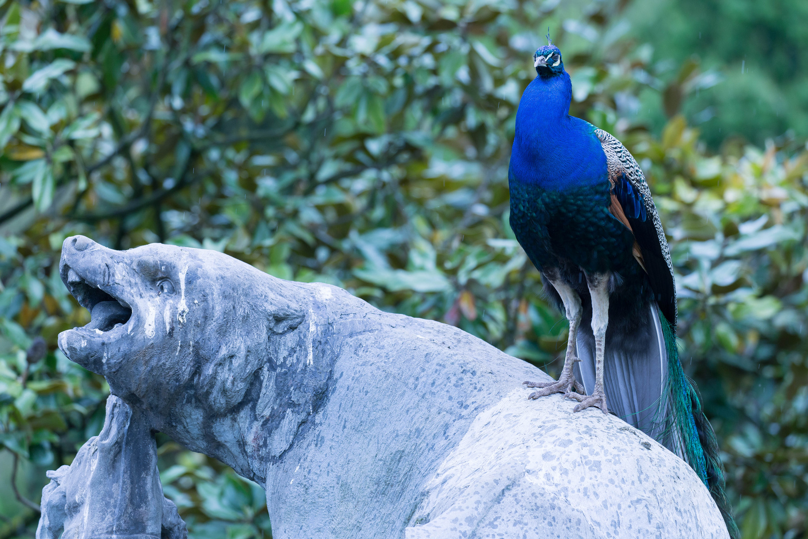 Pfau