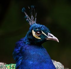 Pfau