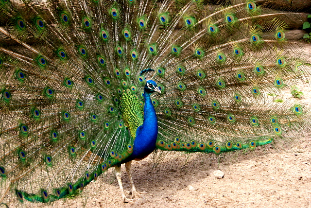 Pfau