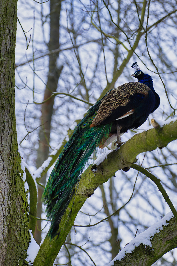 Pfau