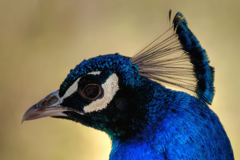 Pfau