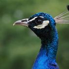 Pfau...