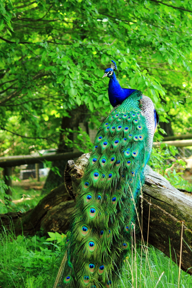 Pfau