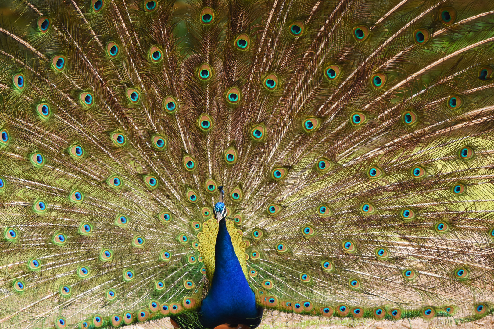 Pfau