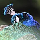 Pfau