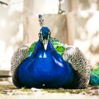 Pfau