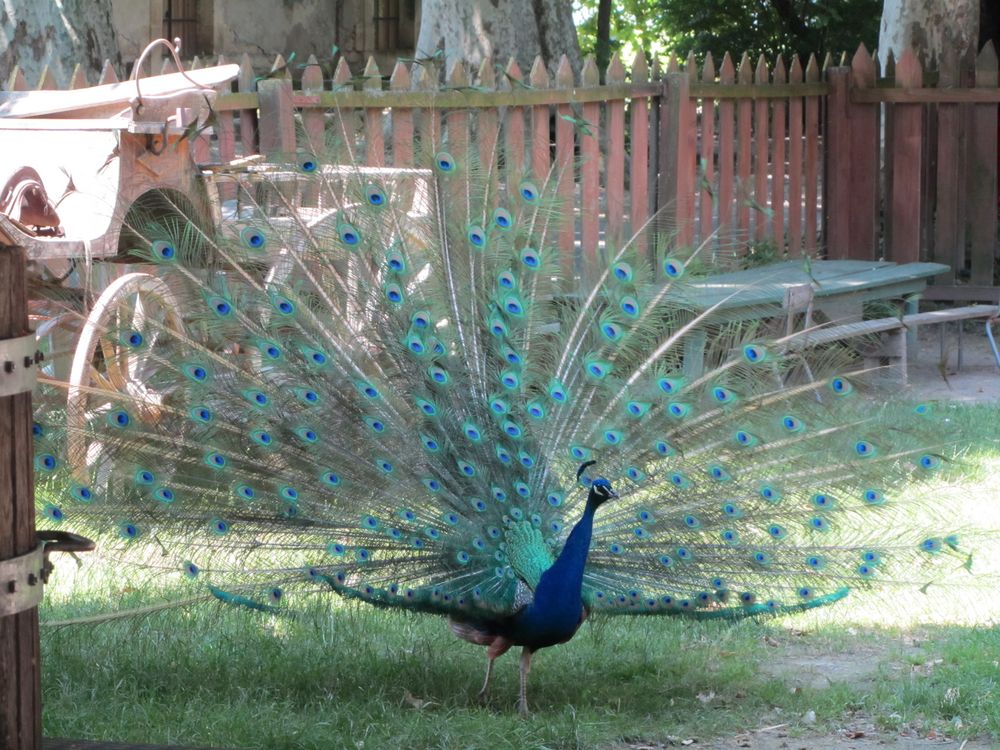 Pfau