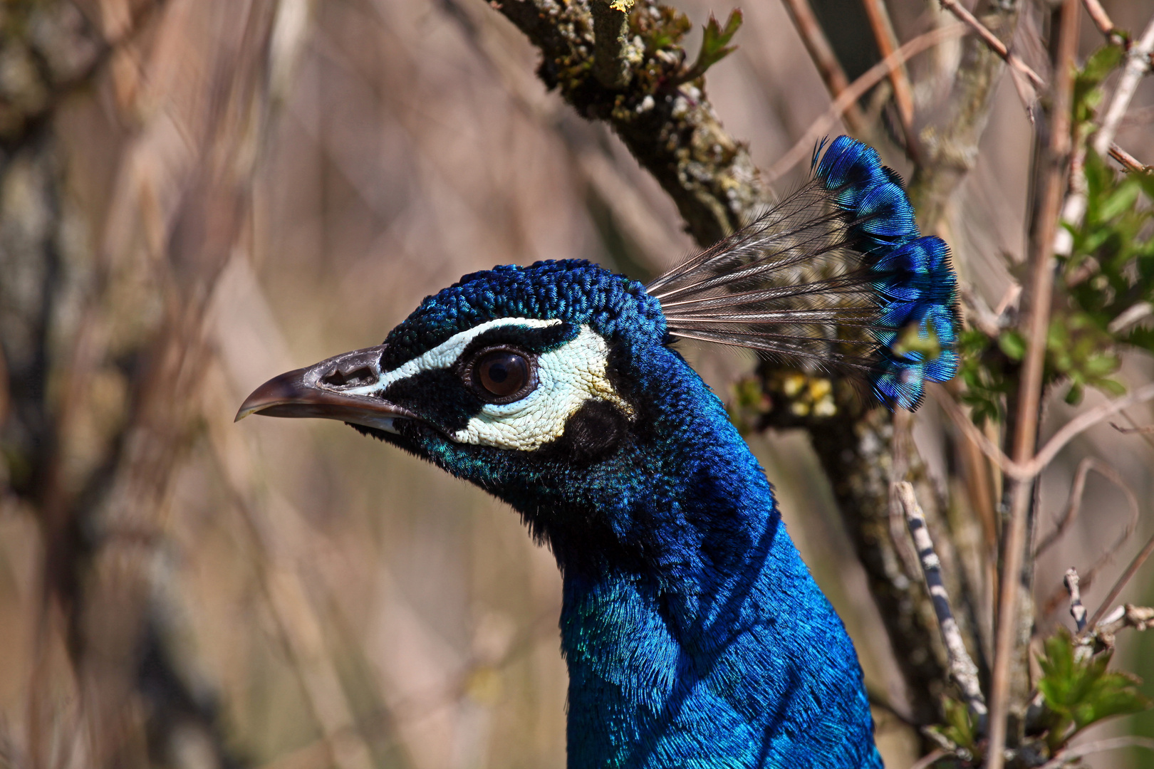 Pfau