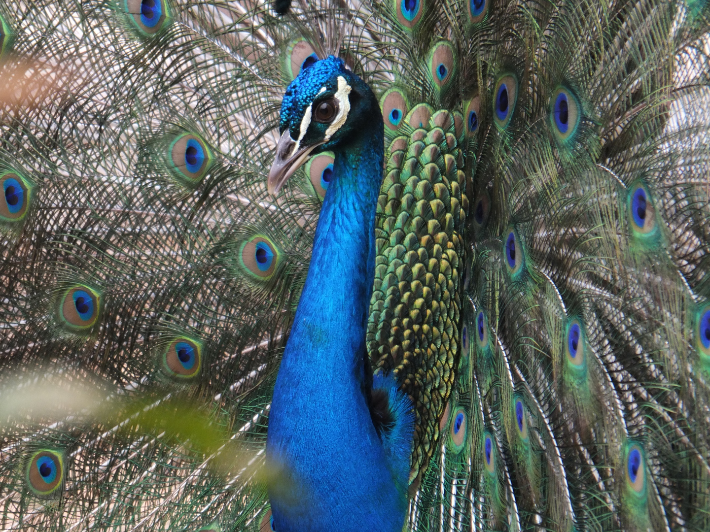 Pfau