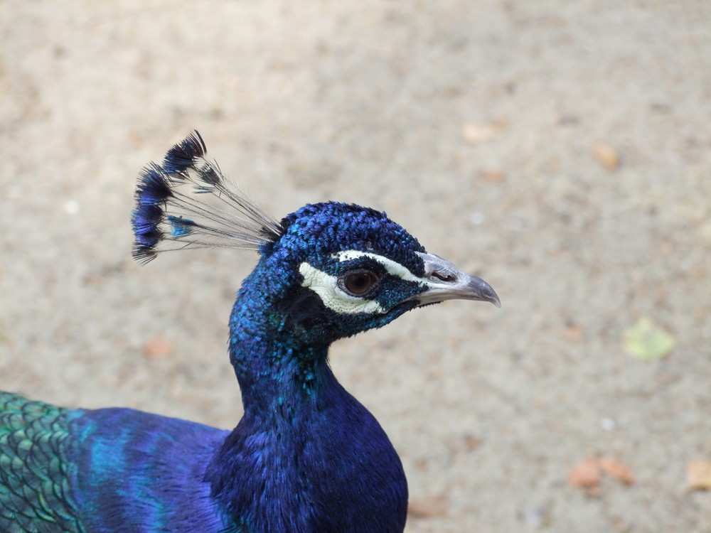 Pfau