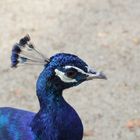 Pfau