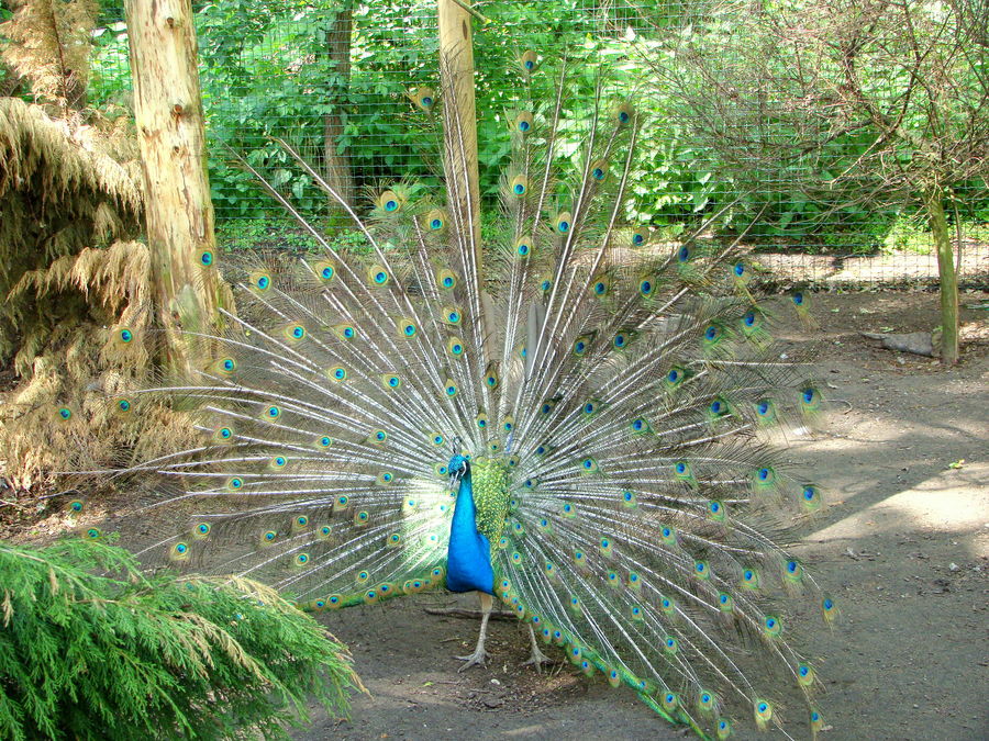 Pfau