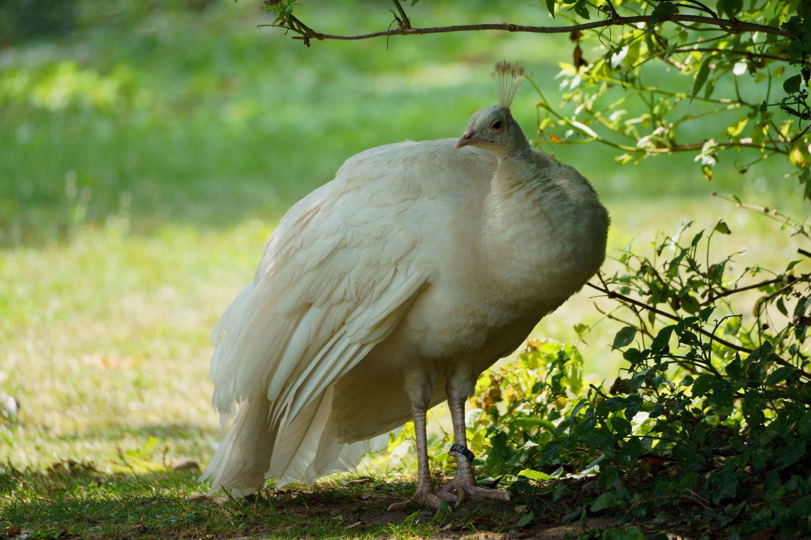 Pfau