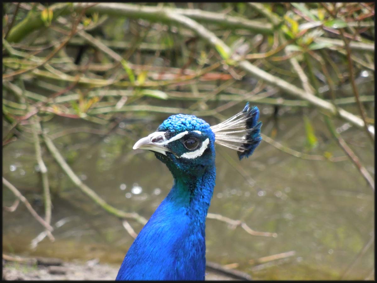 Pfau