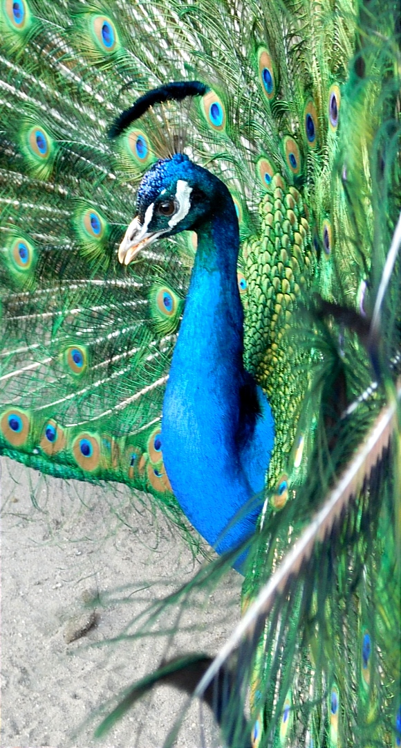 Pfau