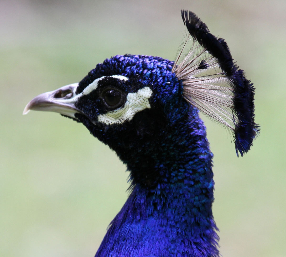 Pfau