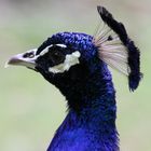 Pfau