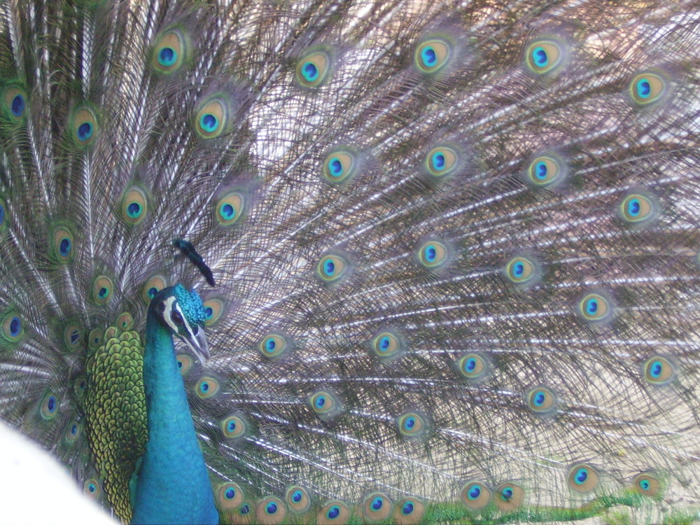 Pfau