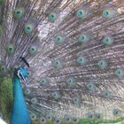 Pfau