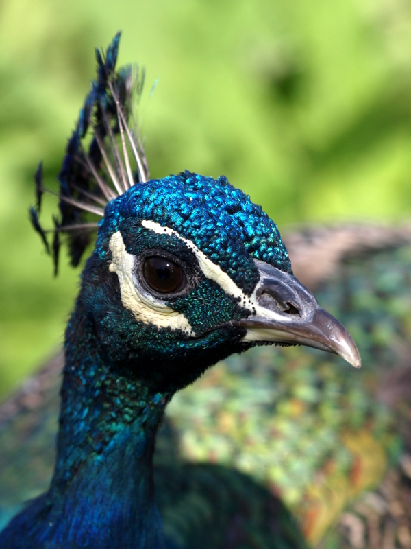 Pfau