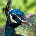 Pfau