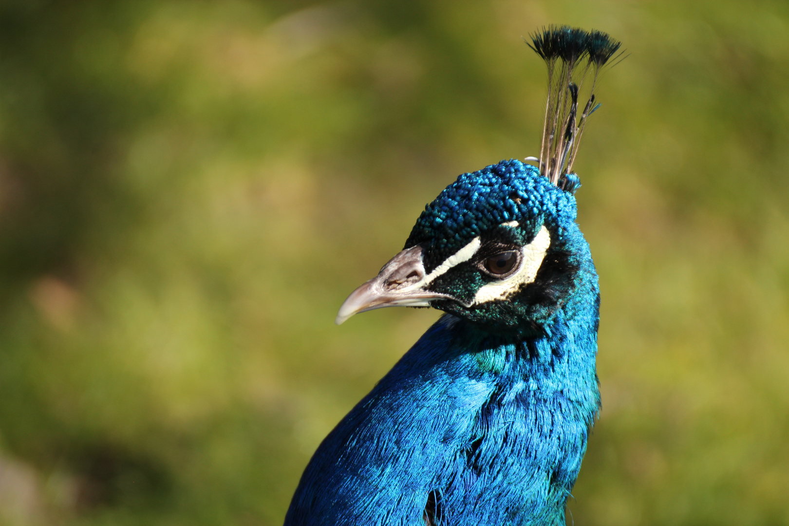 Pfau