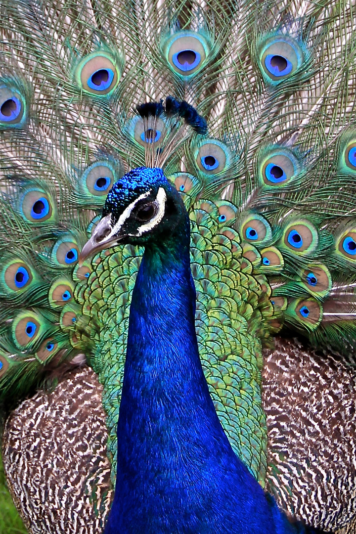 Pfau