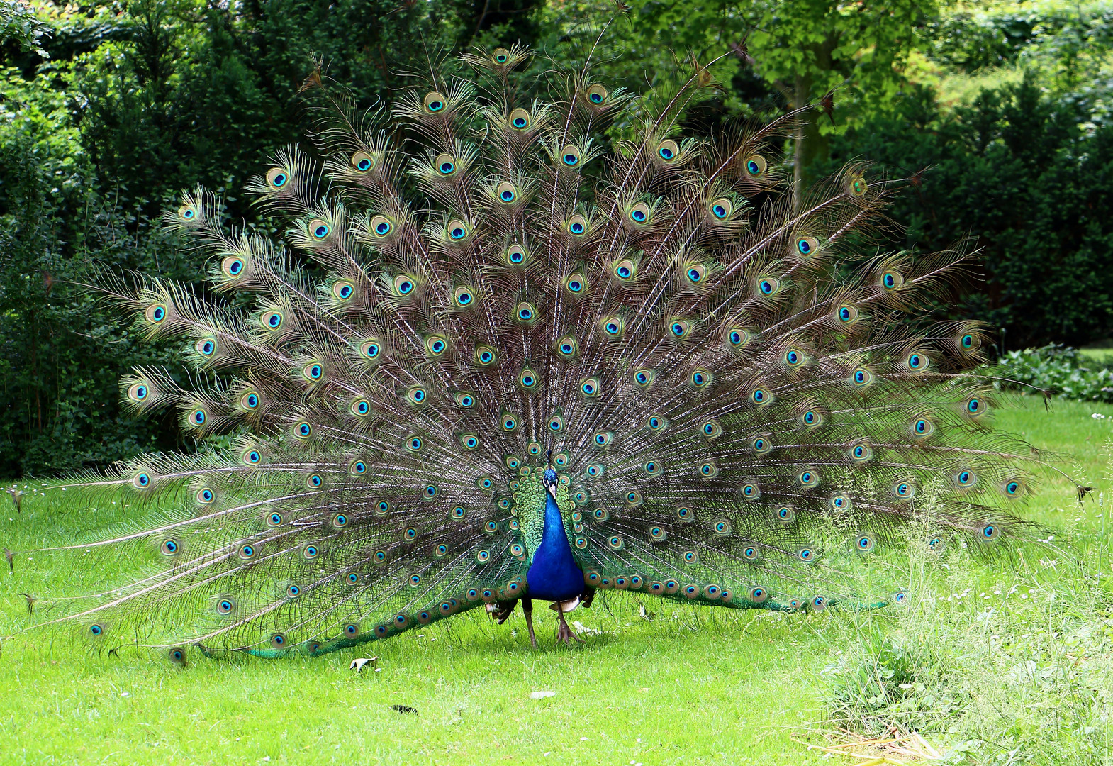 Pfau