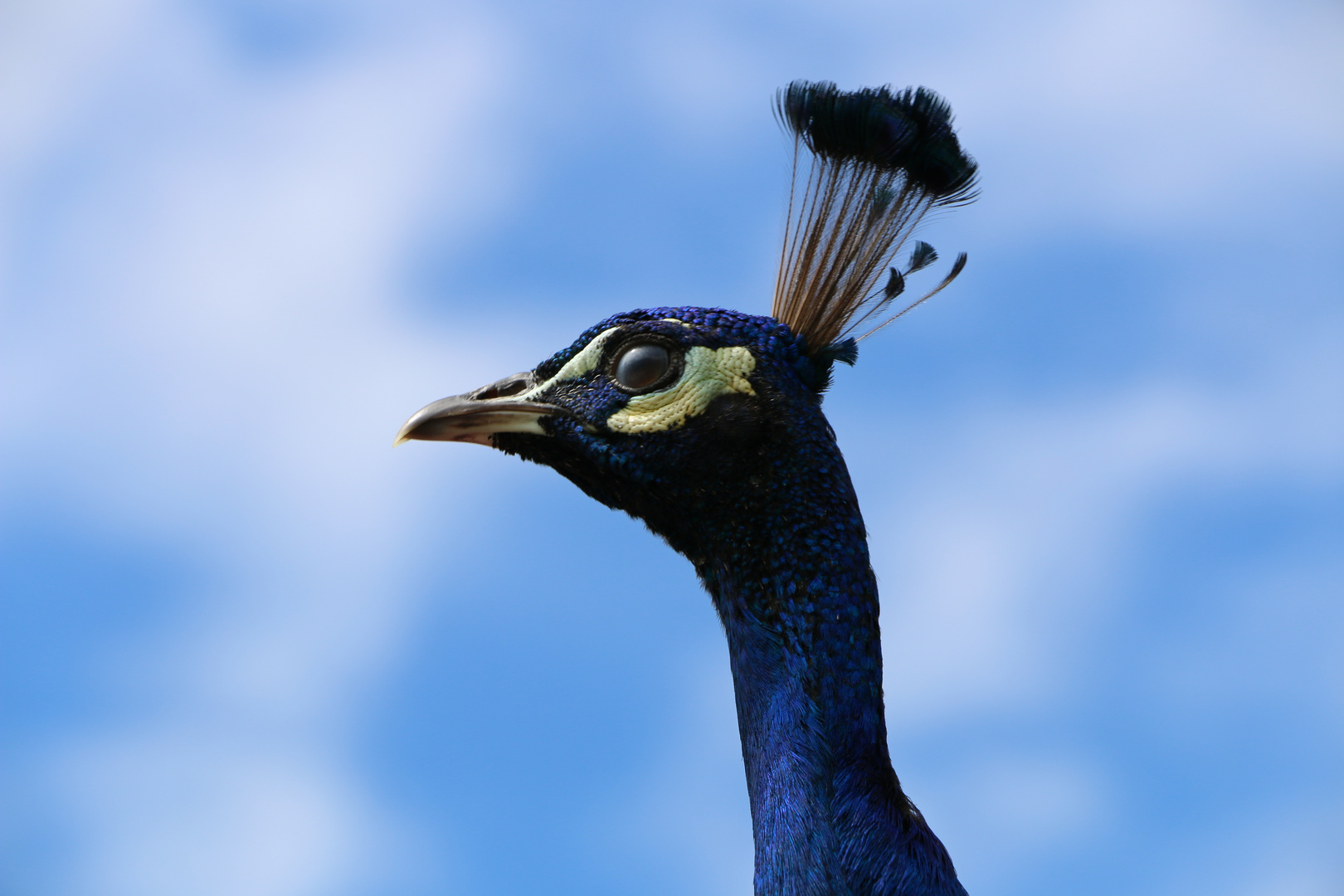 Pfau