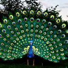 Pfau