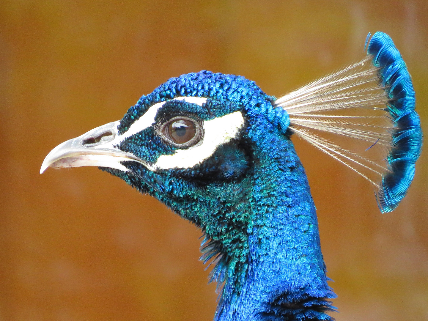 Pfau