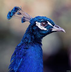 Pfau