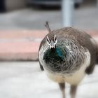 Pfau