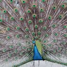 Pfau