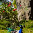 Pfau