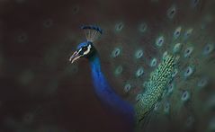 Pfau