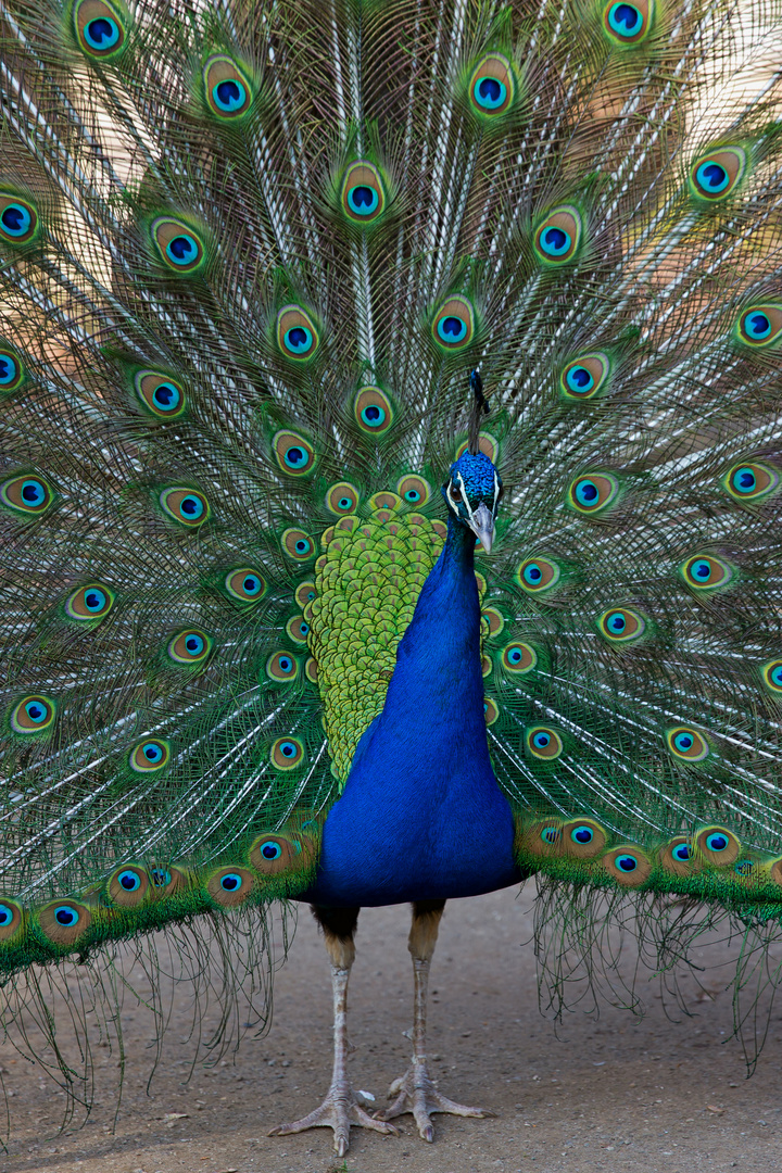 Pfau