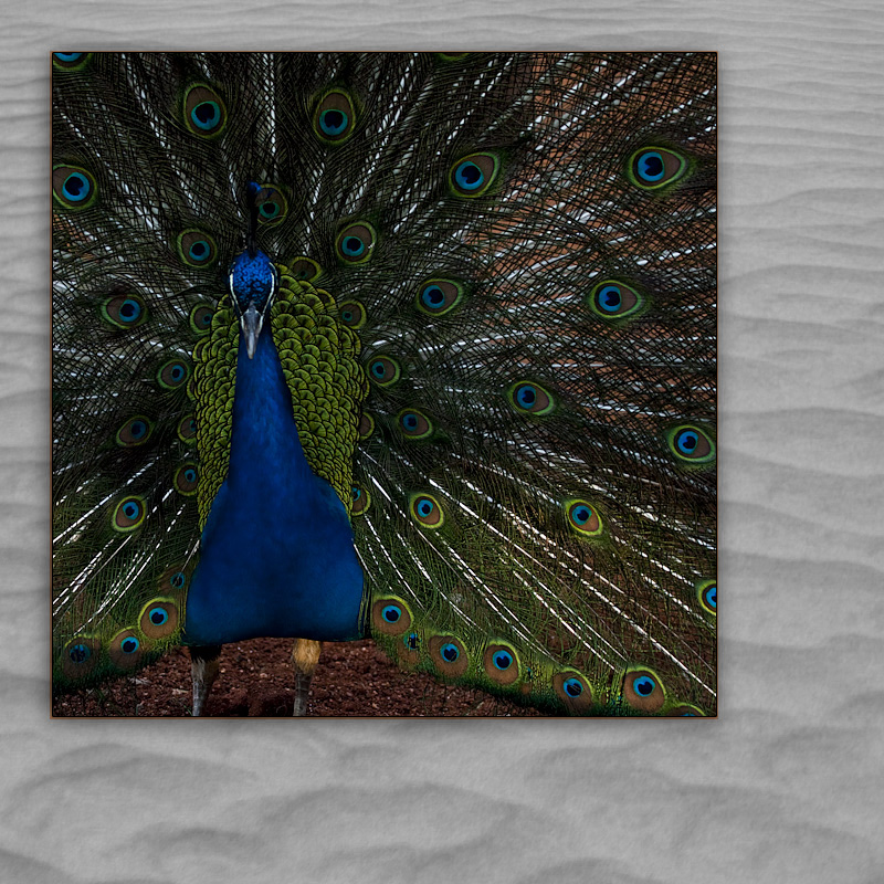 pfau