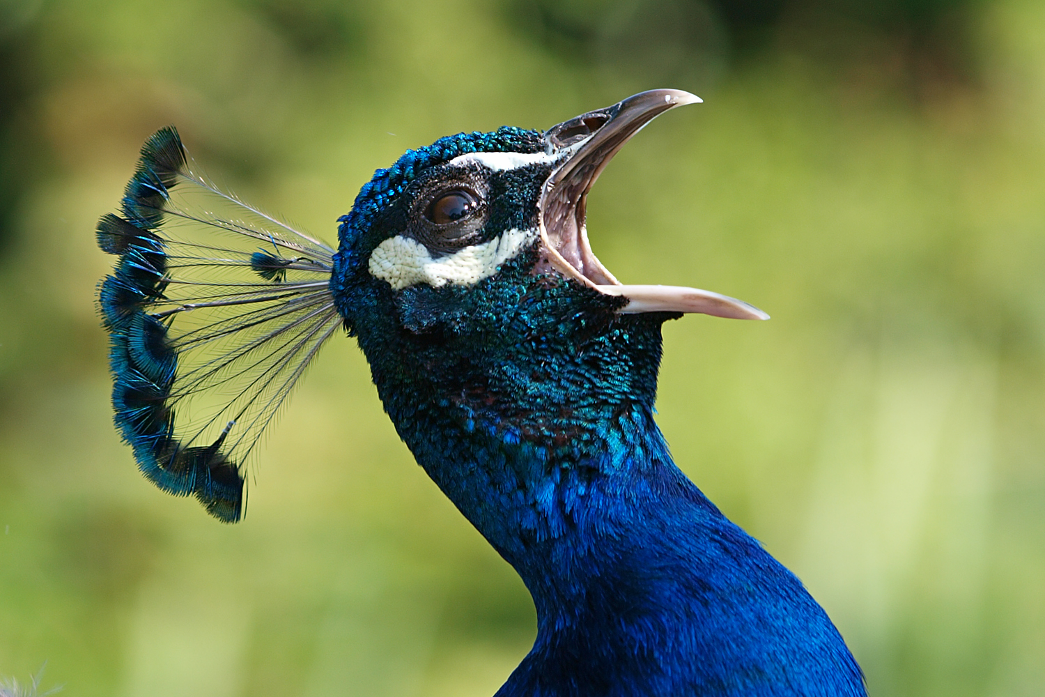 Pfau... Foto & Bild tiere, zoo, wildpark & falknerei, vögel Bilder