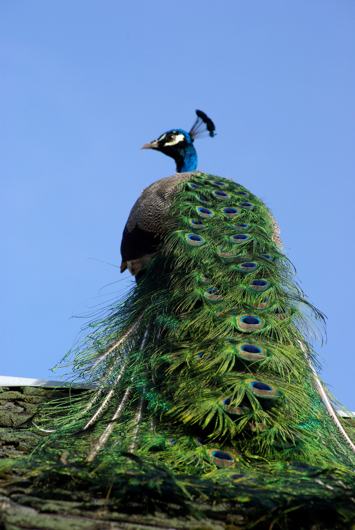 Pfau