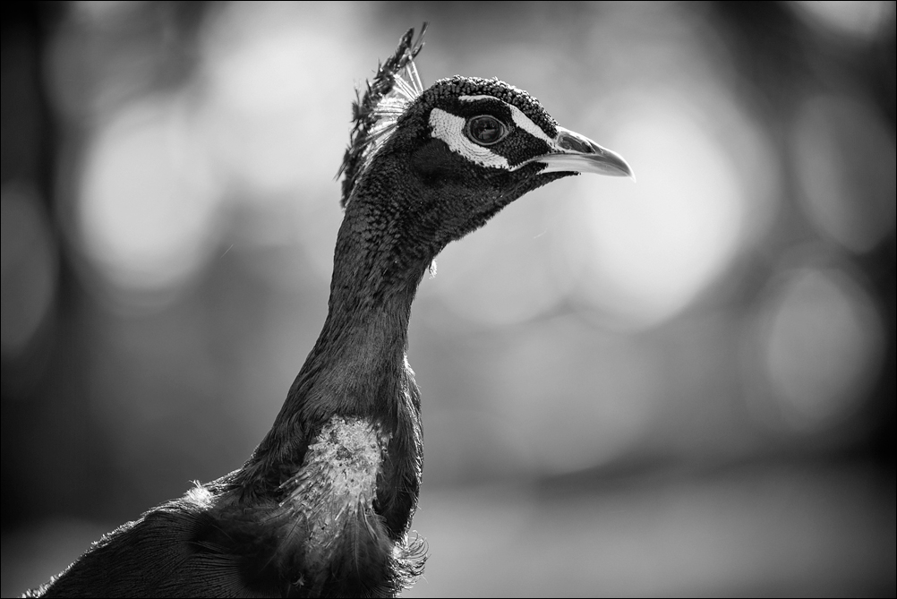 Pfau