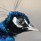 Pfau