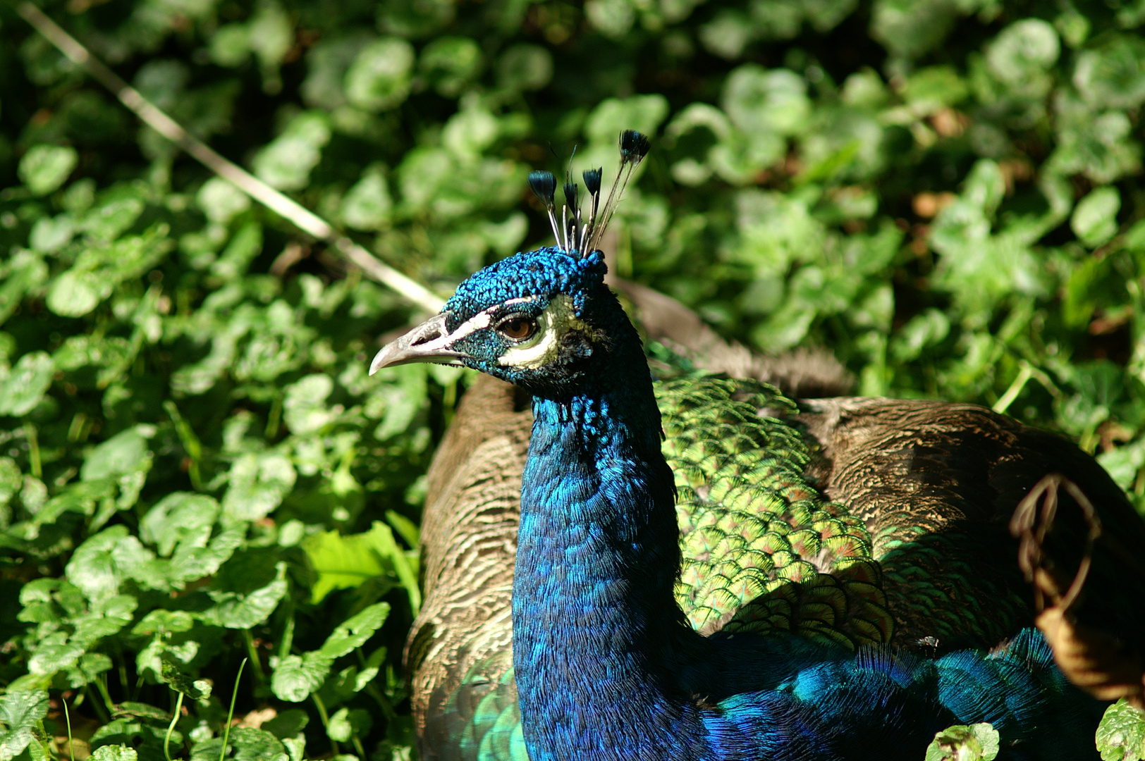 Pfau