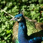 Pfau