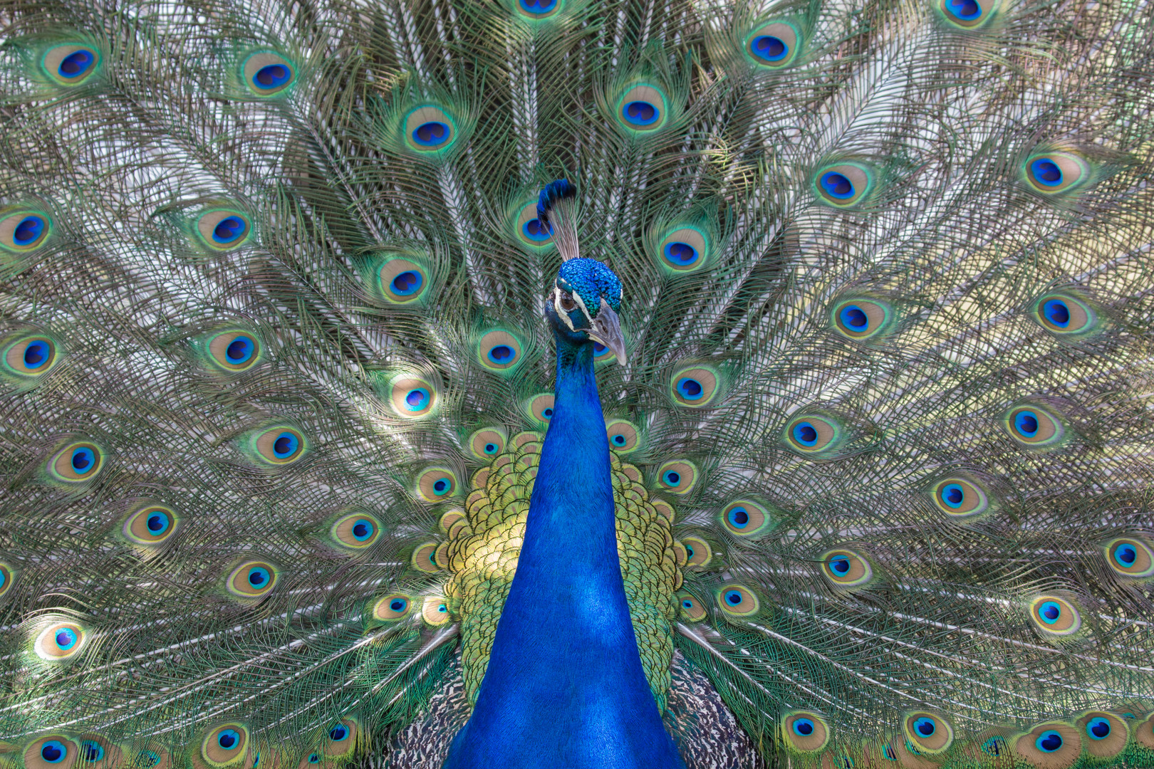 Pfau