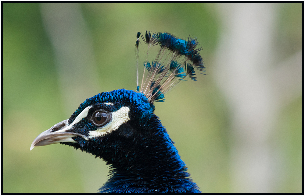 Pfau