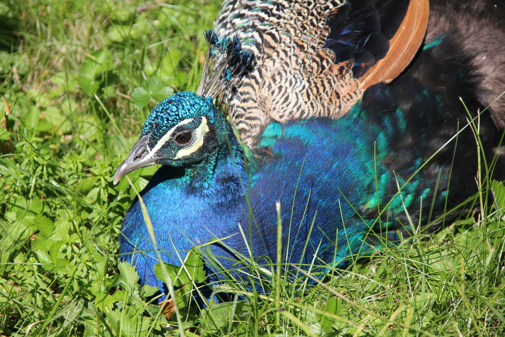 Pfau